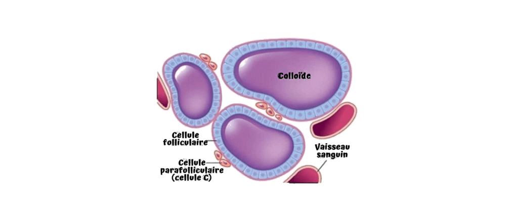 Schéma des cellules thyroïdiennes par votre naturopathe à Dijon