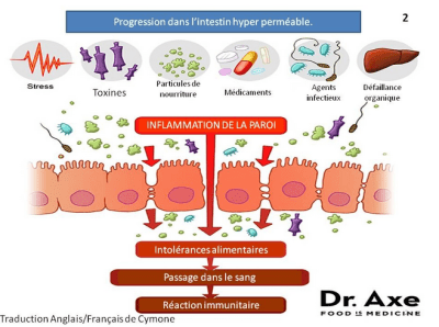 Hyperméabilité intestinale des maladies auto-immunes