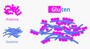 Prolamine et Glutéine donne du gluten.